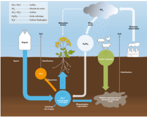 Sources pouvant fournir soufre aux plantes