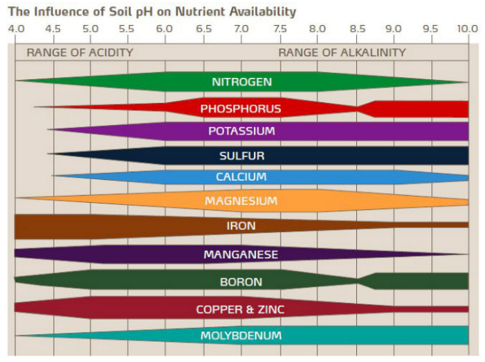 Influence du pH du sol sur la disponibilité des nutriments