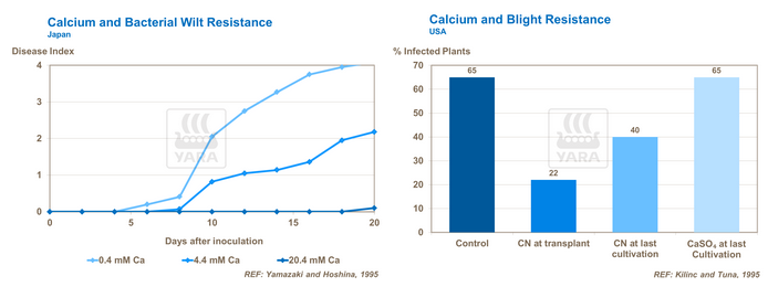 Calcium peut lutter contre mycoses telluriques
