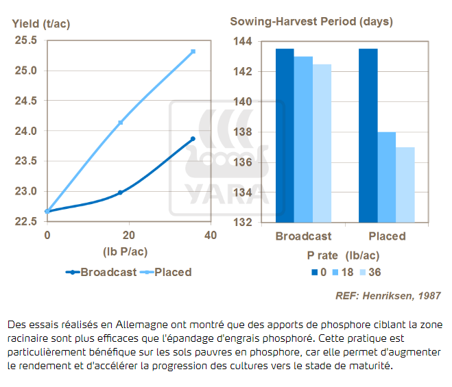 Localisation du phosphore et rendement 