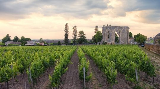 Vignoble près d'un village