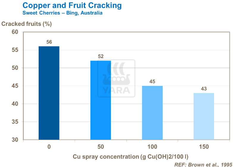 Cuivre et fissuration des cerises 