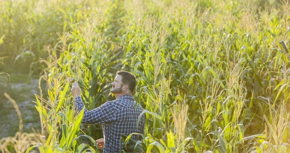 Un agriculteur dans un champ tient un épi de maïs 