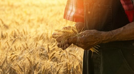 Un agriculteur dans un champ de blé tient des épis de blés 