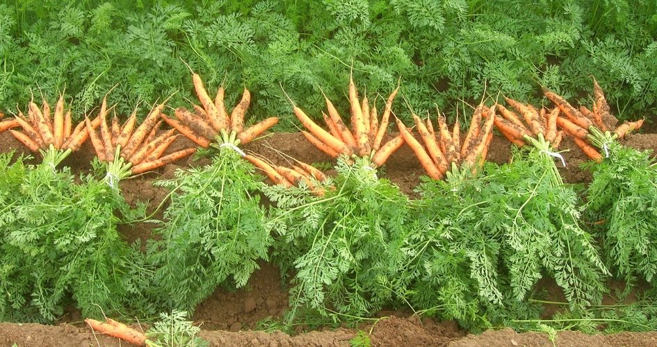 Récolte des carottes