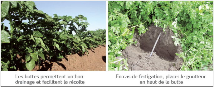 Buttes et fertigation