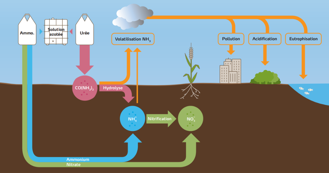 Schéma : tous les engrais azotés minéraux finissent par se transformer en nitrate (NO3-) avant d’être absorbés par les plantes