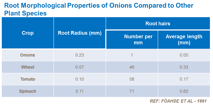 propriétés morphologiques des racines des oignon comparé à d'autres espèces végétales