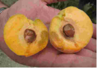 Dégradation interne d'abricots