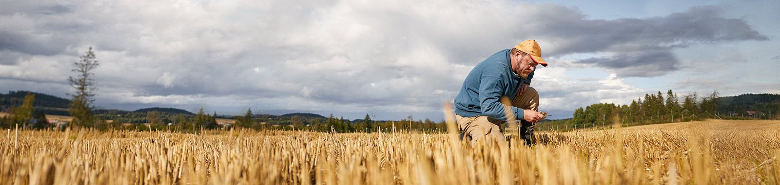 Un agriculteur vérifie la qualité du blé dans son champ