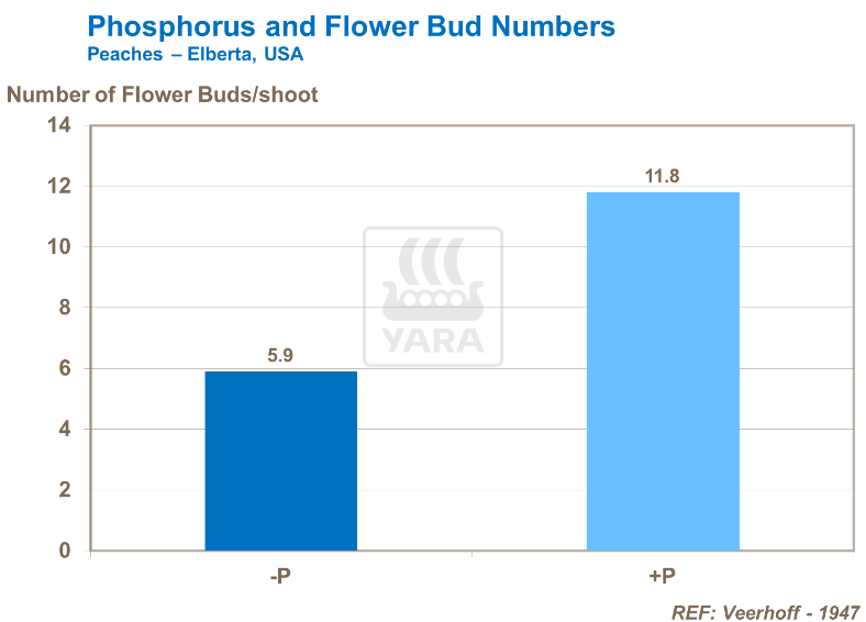 Phosphore et nombre de bourgeon - Pêches