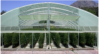 Plantation de tomates sous serre