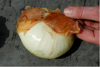 Oignons avec écailles visqueuses