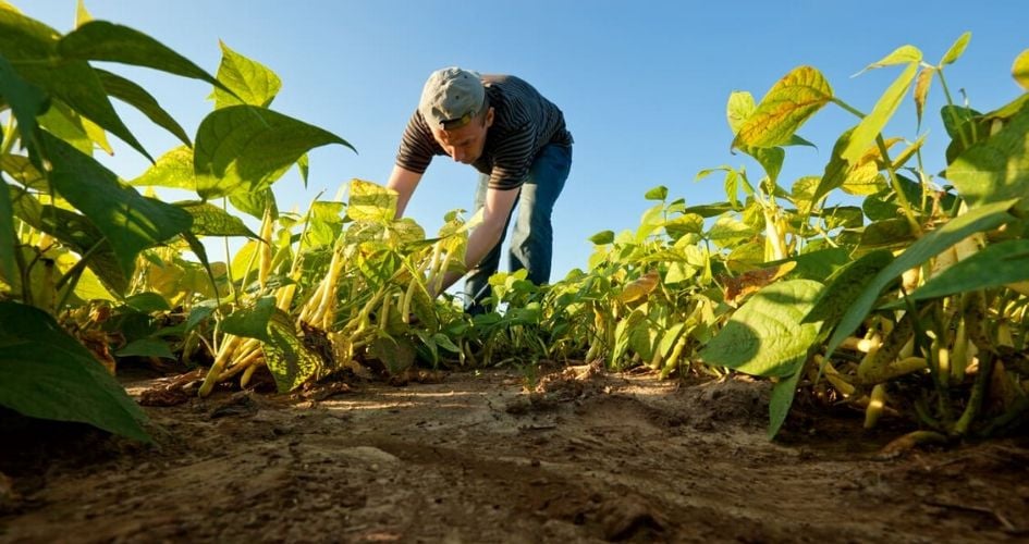 Un agriculteur dans son champs