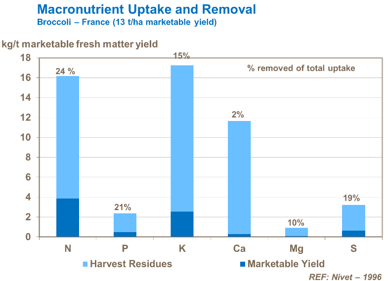 Absorption et élimination des macro-nutriments - Brocoli