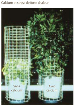Calcium et forte chaleur