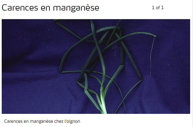 Oignon avec carence en manganèse 