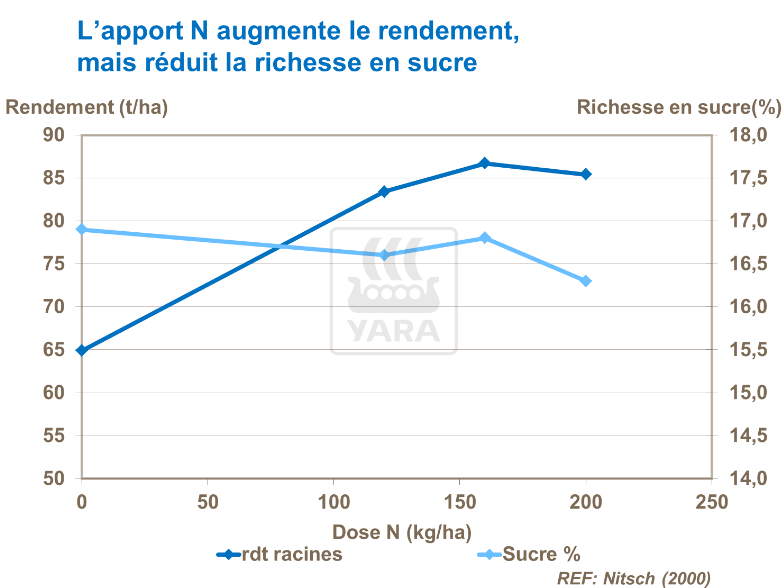 Apport en azote augmente le rendement mais réduit richesse en sucre