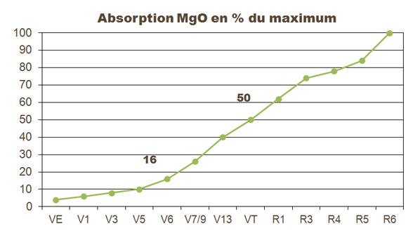 Absorption du magnésium