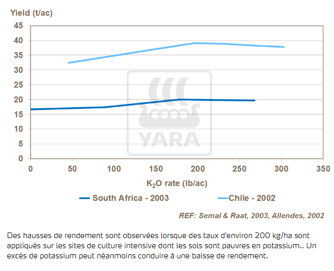 Des taux précis de potassium augmentent le rendement
