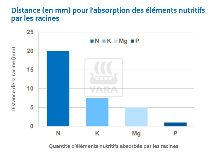 Distance (en mm) pour l’absorption des éléments nutritifs par les racines
