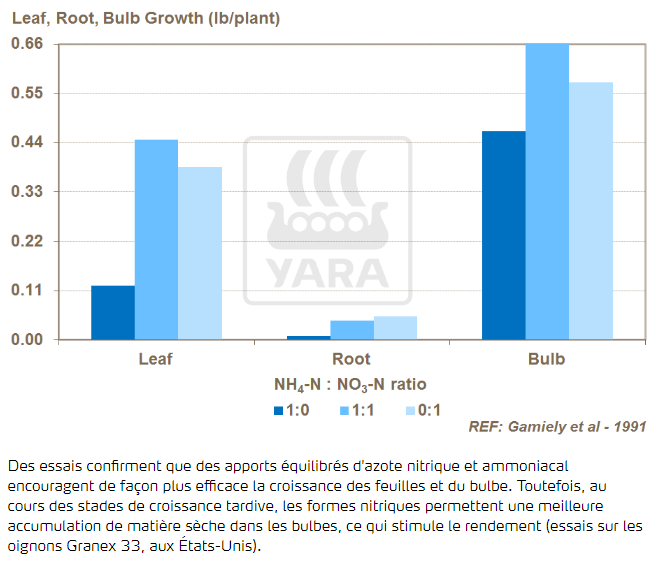 Forme d'azote et croissance des bulbes