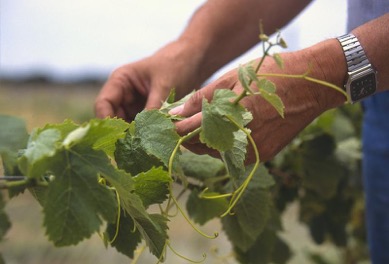 Palissage sur jeune vigne