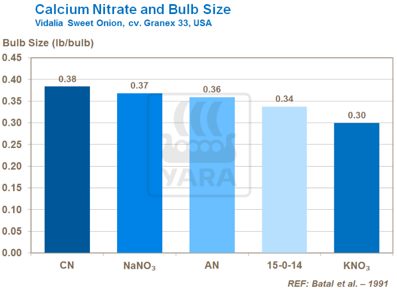 Nitrate de calcium et taille des bulbes