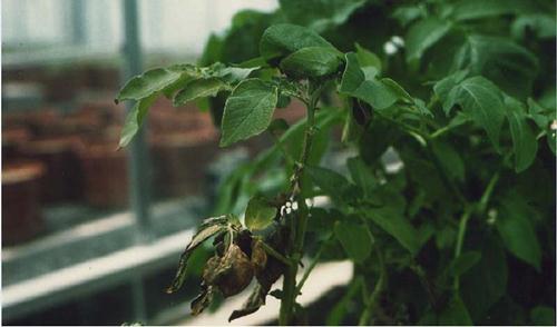 Carence en potassium sur une culture de Pommes de Terre