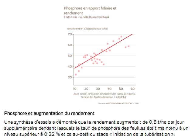 Phosphore et augmentation du rendement 