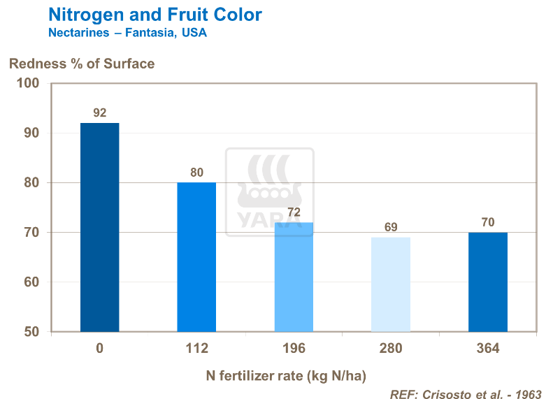 Azote et couleur des fruits - Nectarines 