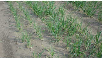 Dommages causés par les nématodes aux cultures