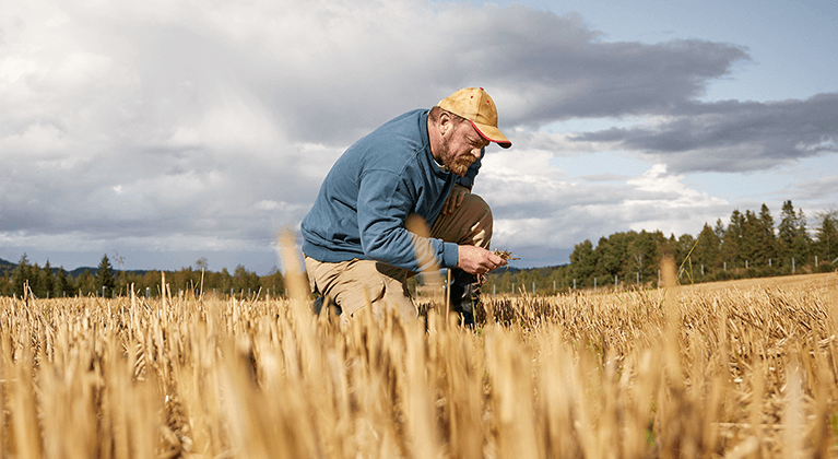 Un agriculteur vérifie la qualité du blé dans son champ