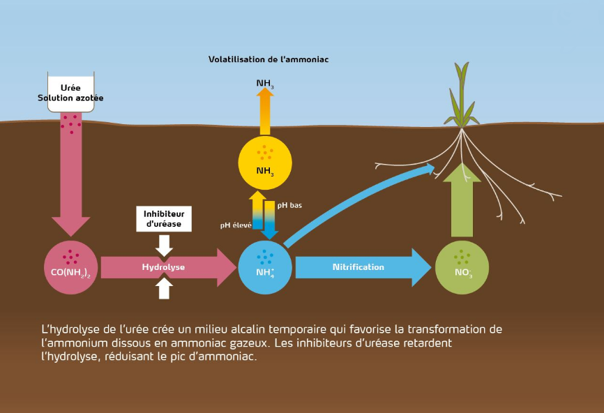 Schéma de la volatilisation de l'ammoniac
