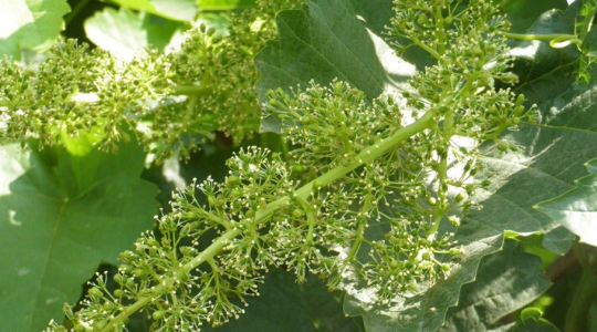 Vigne au stade floraison