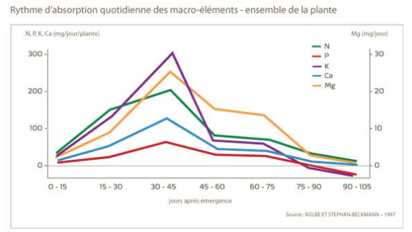 Rythme d'absorption quotidienne des macro-éléments - ensemble de la plante