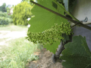 Floraison des vignes
