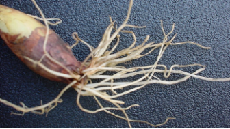 Dommages causés par les nématodes aux racines