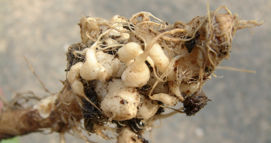 Hernie sur du colza causée par un champignon