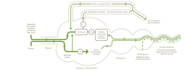 Diagram Digesting Feed urea