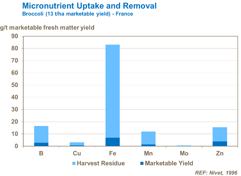 Absorption et élimination des micro-nutriments - Brocoli