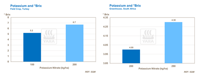Graphique sur teneur en potassium et échelle de brix