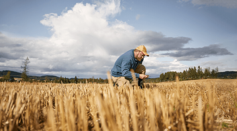 Un agriculteur vérifie la qualité de son blé
