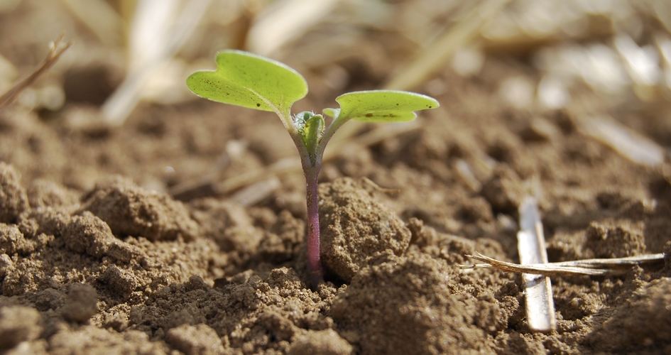 Colza au stade deux feuilles