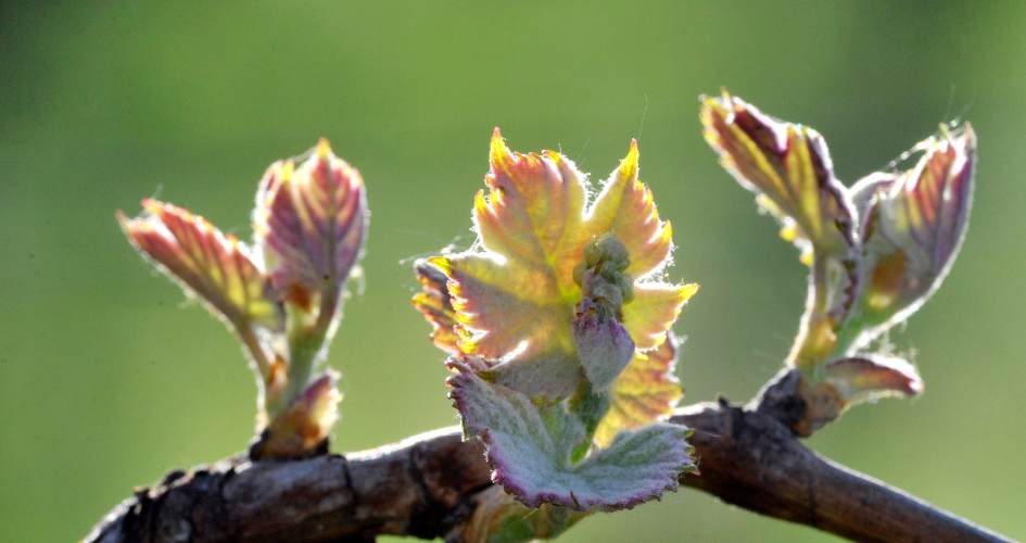 vigne bourgeons