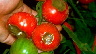 Tomates victimes de nécrose apicale 