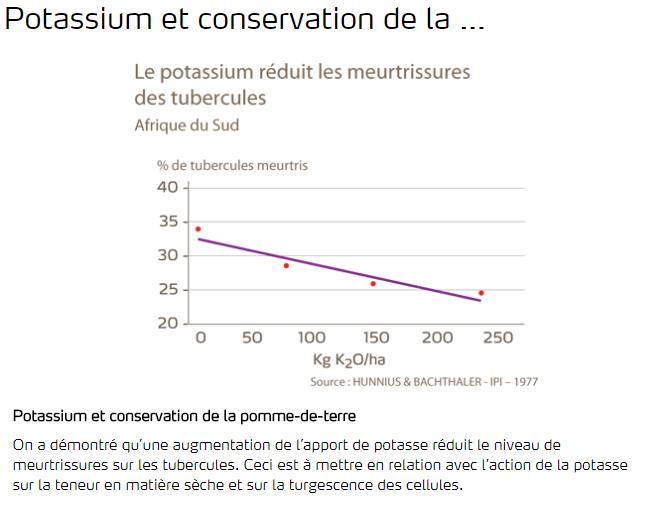 Potassium réduit meurtrissures des tubercules