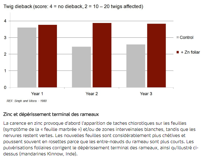 Zinc et dépérissement terminal des rameaux