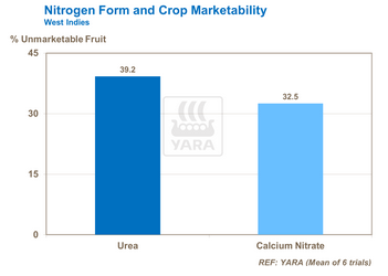 Trop grands apports d'azote réduisent qualité des tomates