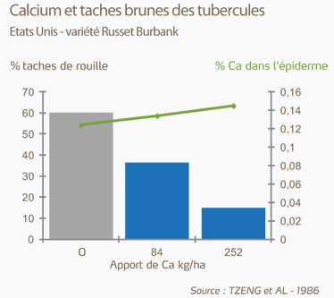 Graphique calcium et taches brunes des tubercules